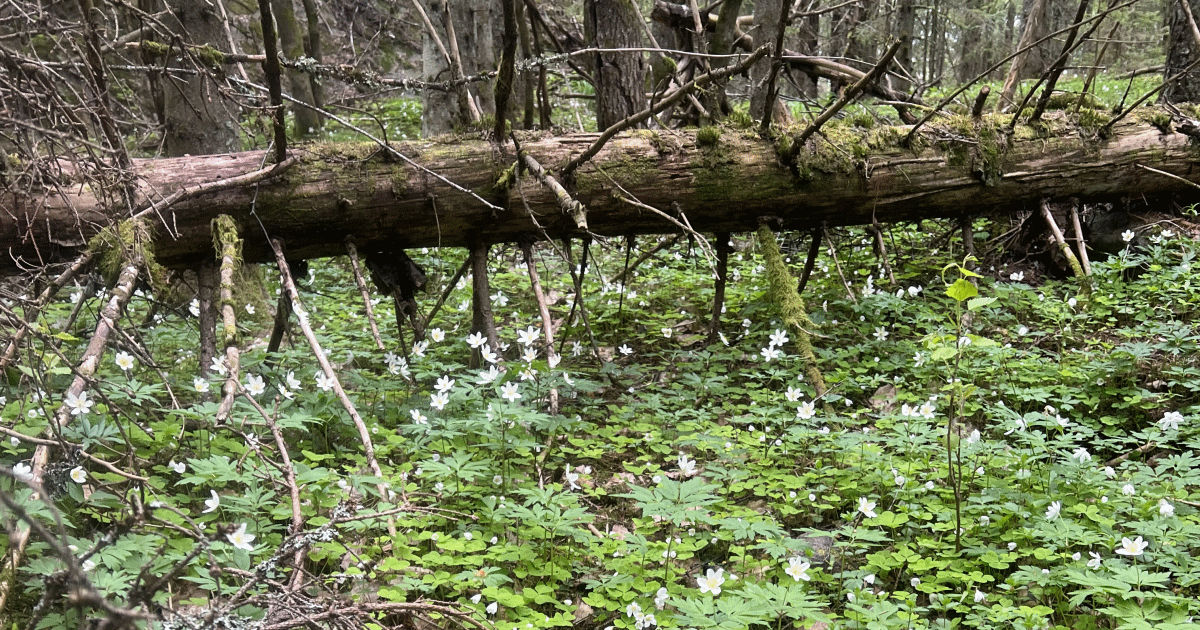 illustrasjon